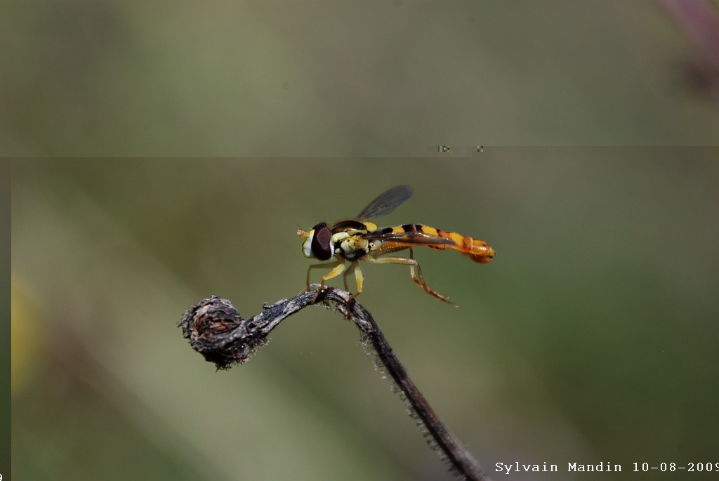 DSC_5071.JPG
