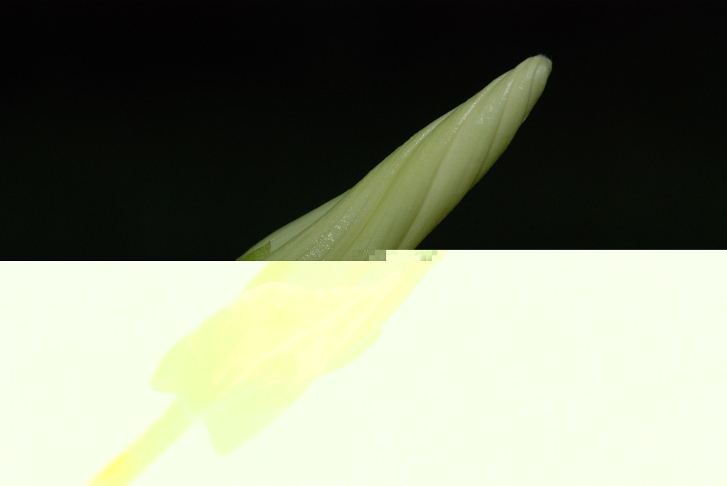 DSC_6061.JPG